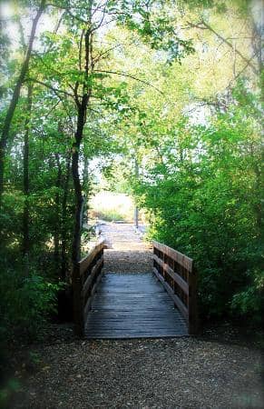 Diverse Tree and Shrub Collection