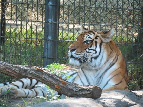 Amur Tiger
