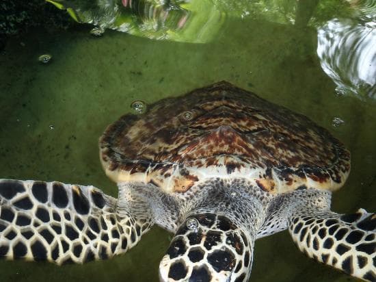 Hawkesbill turtles.... endangered species