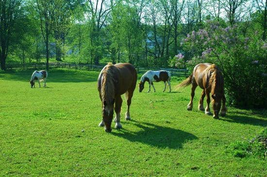 Extensive Carriage Museum