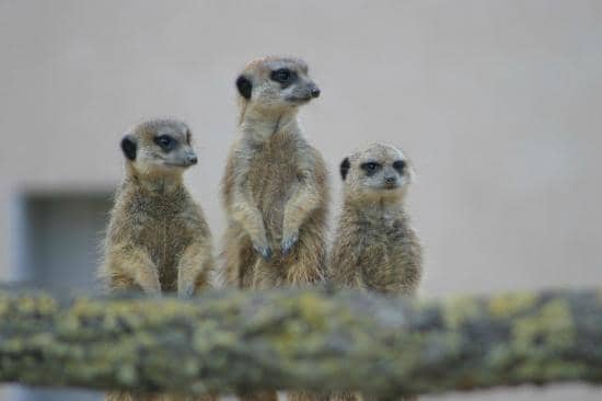 Kid-Friendly Playgrounds