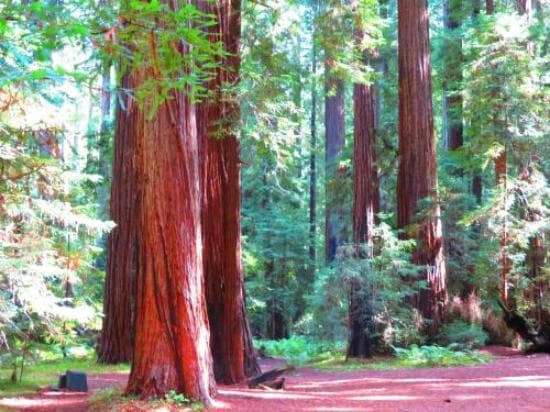 Redwood trees photo taken 2012 October 19