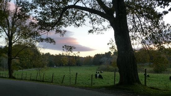 Sunset with the banned gallway cows