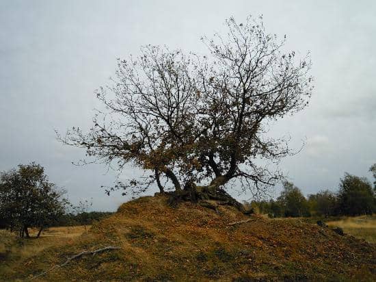 Heathland Blooms