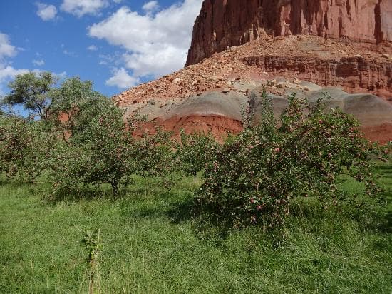 Orchards of Fruita