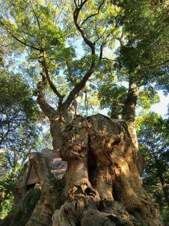 Peaceful Pathways and Tori Gates