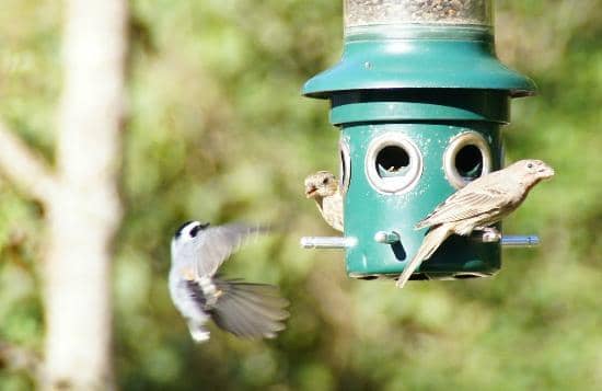 Nature Center Exhibits