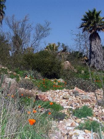 Desert