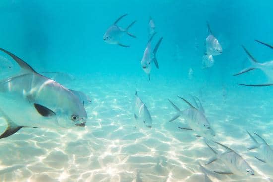 Crystal-Clear Turquoise Waters