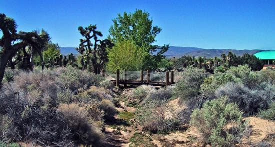 Woodland Preserve