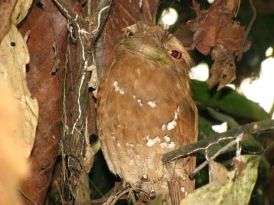 Bird Watching at Thattekkad Salim Bird Sanctuary from Tabernacle Home Stay