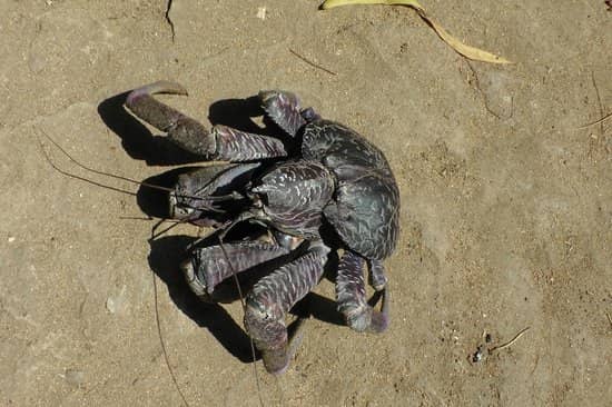 Starfish and Coconut Crabs
