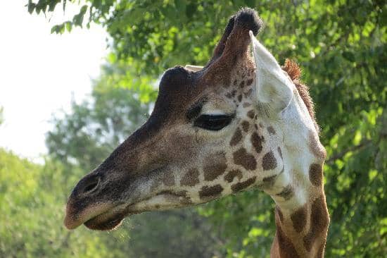 Diverse Animal Collection