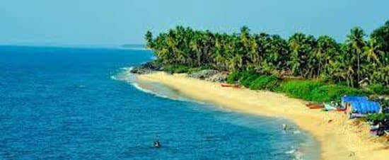 coconut trees