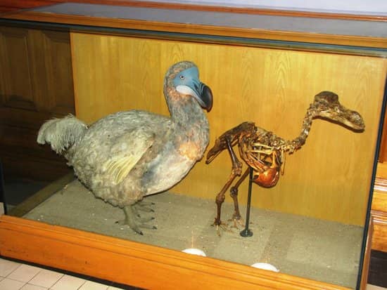 Bird Gallery