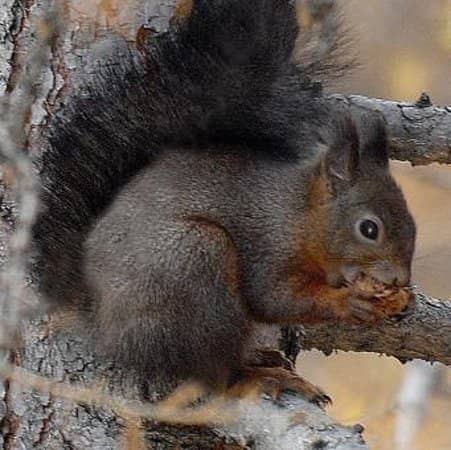 Suggestive Crest Trail