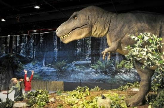 The dinosaur display