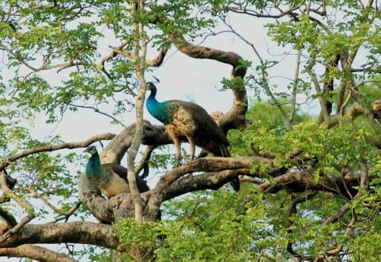 Peacock Spotting