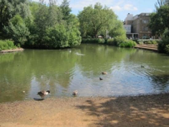The Picturesque Pond