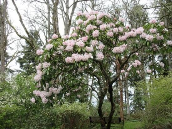 Historic Douglas Firs