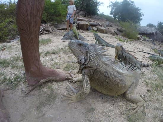 Iguana Feeding