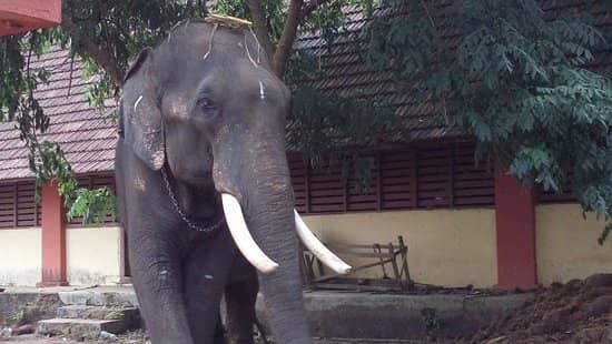 Temple Elephants