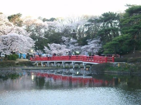 池と朱色の橋とピンクの桜の花が美しいです