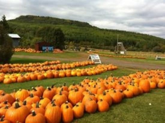 Gammondale Farm