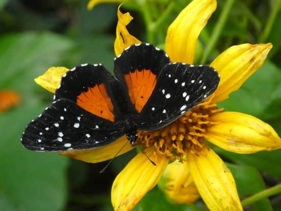 Thousands of Fluttering Butterflies