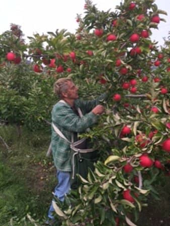 English-Style Dry Ciders