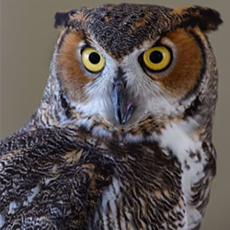 Bella the Great Horned Owl, an Ambassador of the PRWC