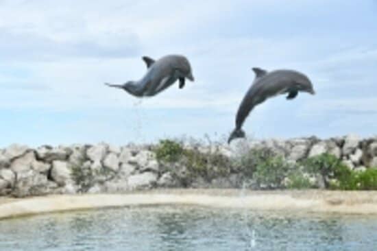 Sea Lion Show