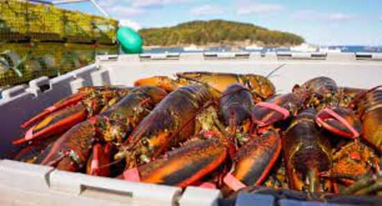 Sweet Finish with Blueberry Delights