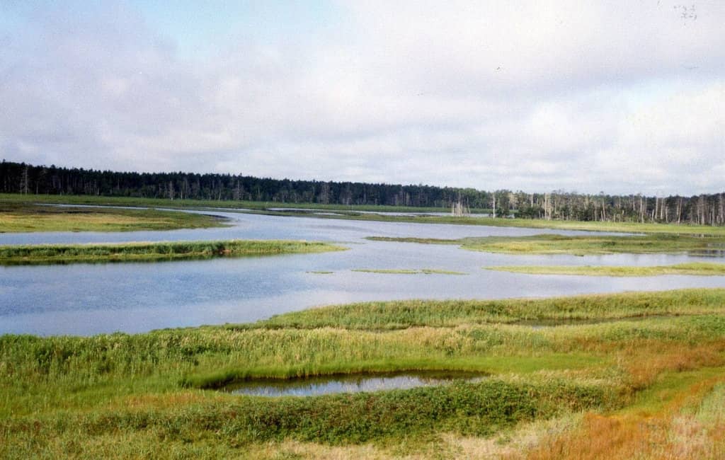 Japanese Giant Flying Squirrels
