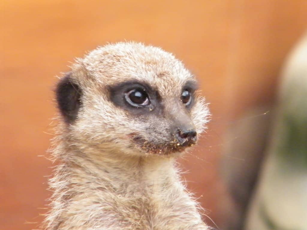 Twilight Zone Animals