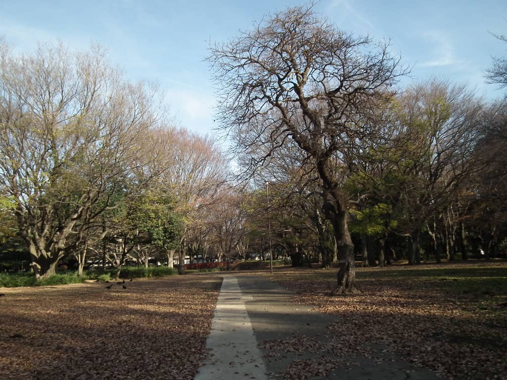 Vast Cherry Blossom Groves