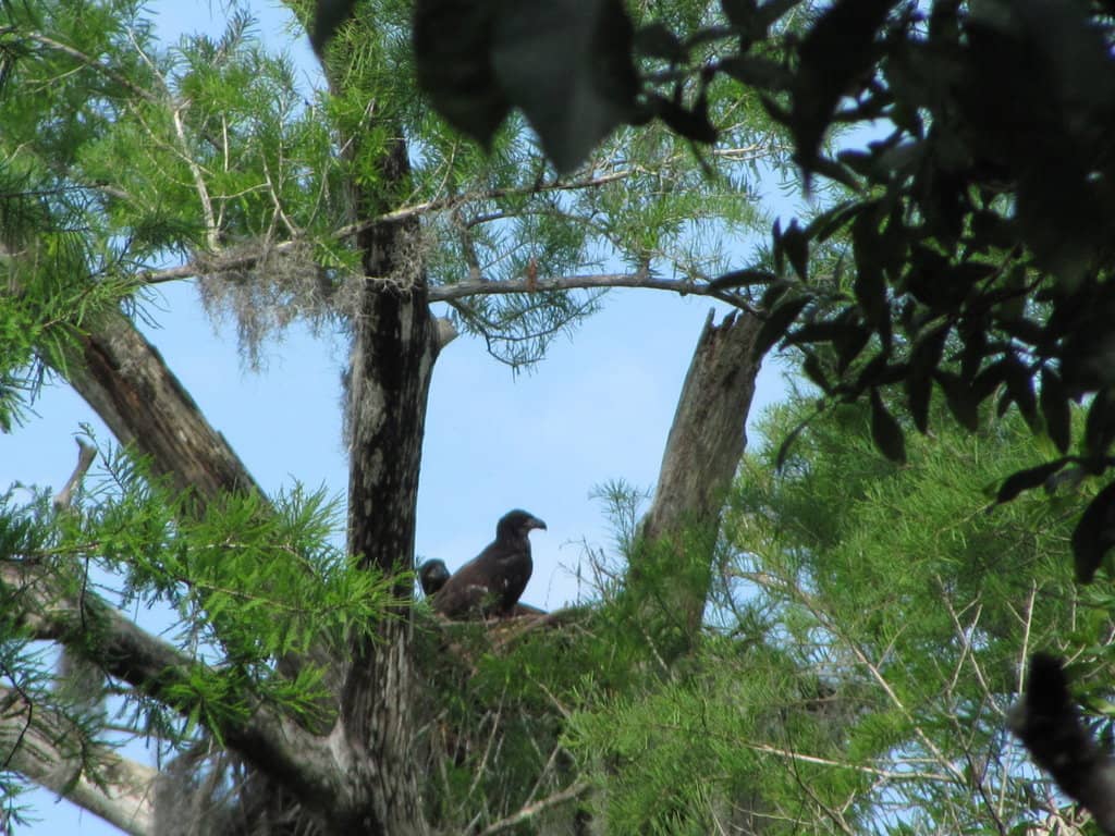 Wildlife Viewing Opportunities