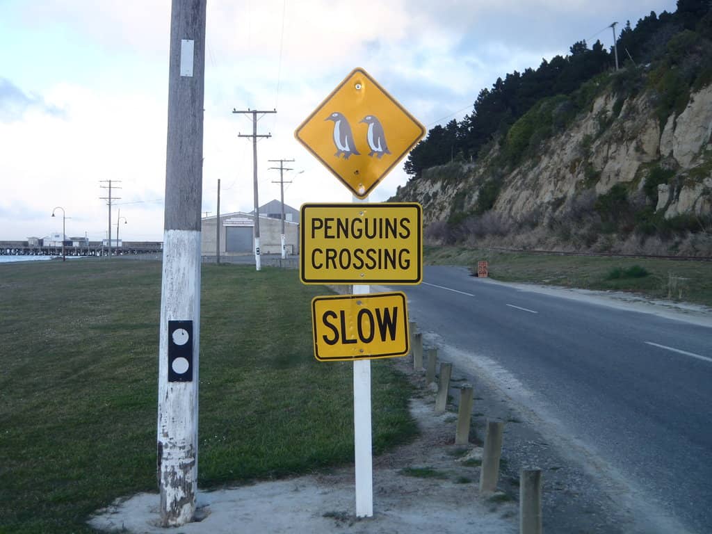 Seals Lounging on the Shore