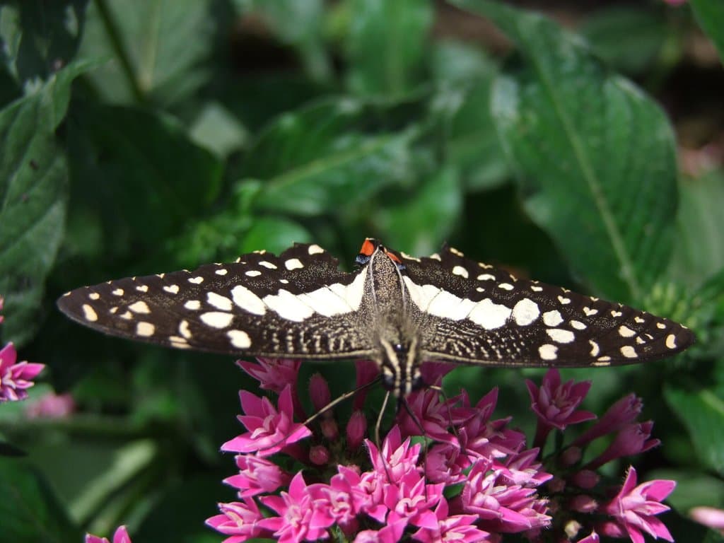 A Butterfly