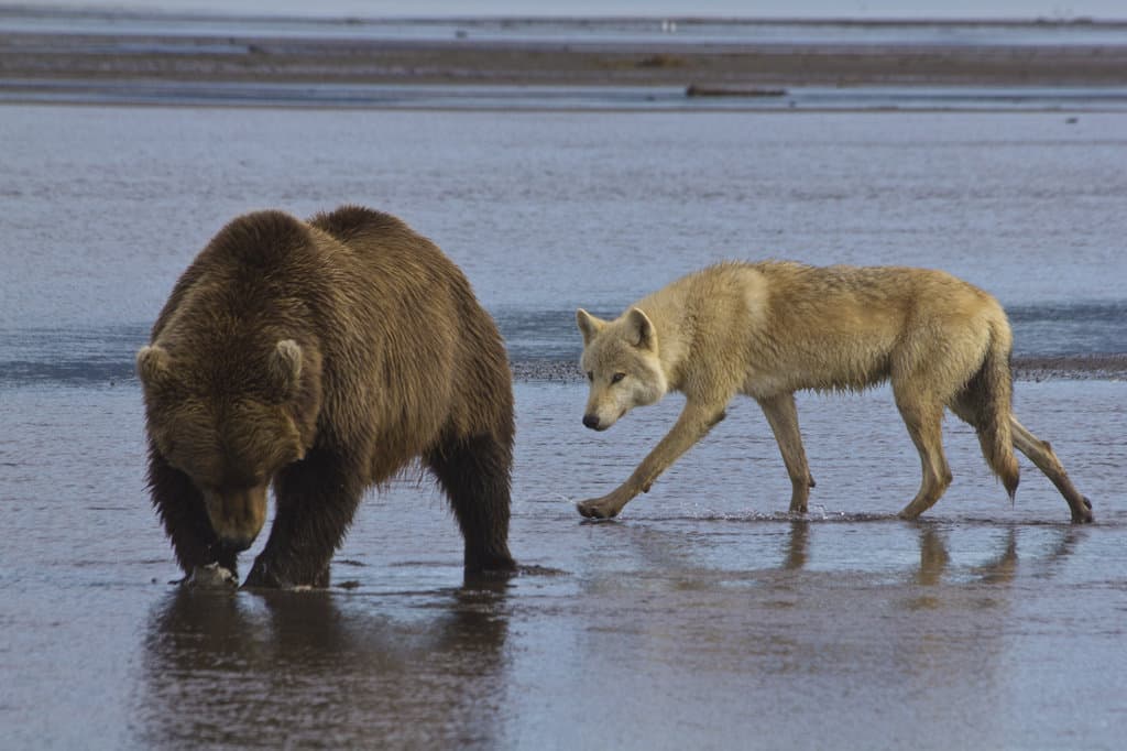 Bear and Wolf 2011 Hallo Bay, Katmai NP