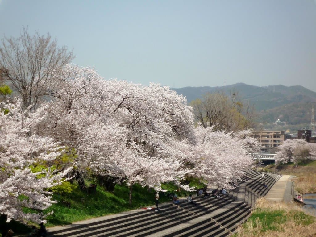 桜の下でお花見