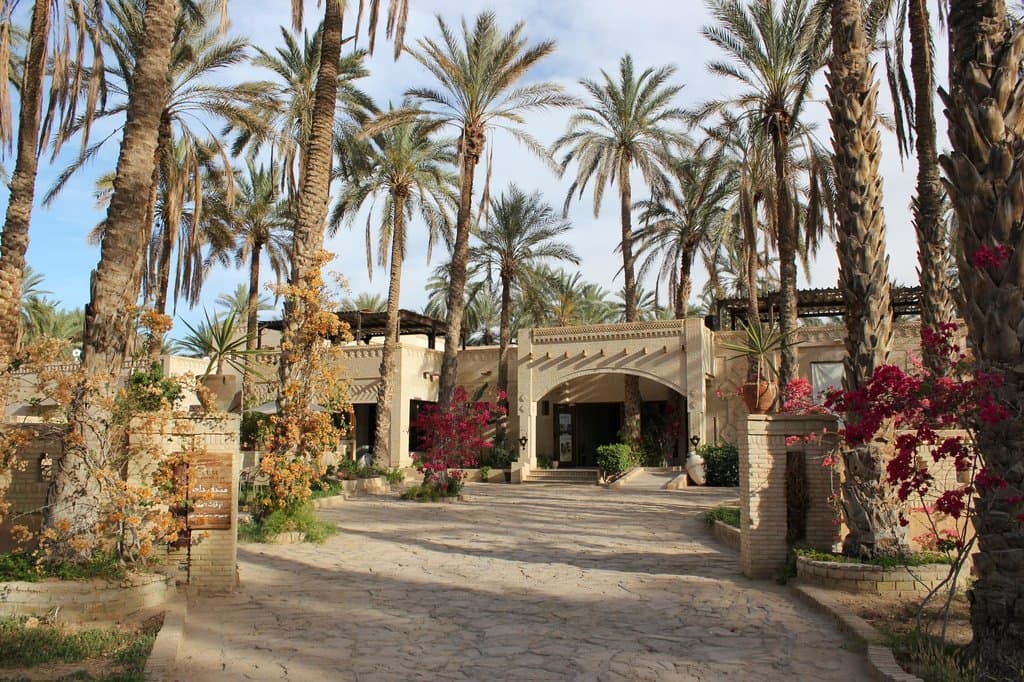 Eden Palm