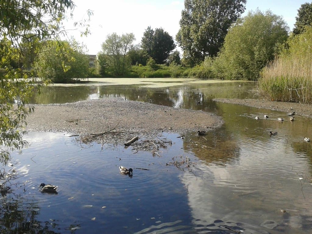 view looking west from east side of pond.