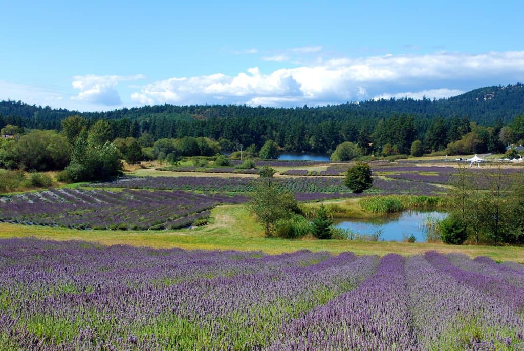 Pelindaba Lavender Farm in bloom