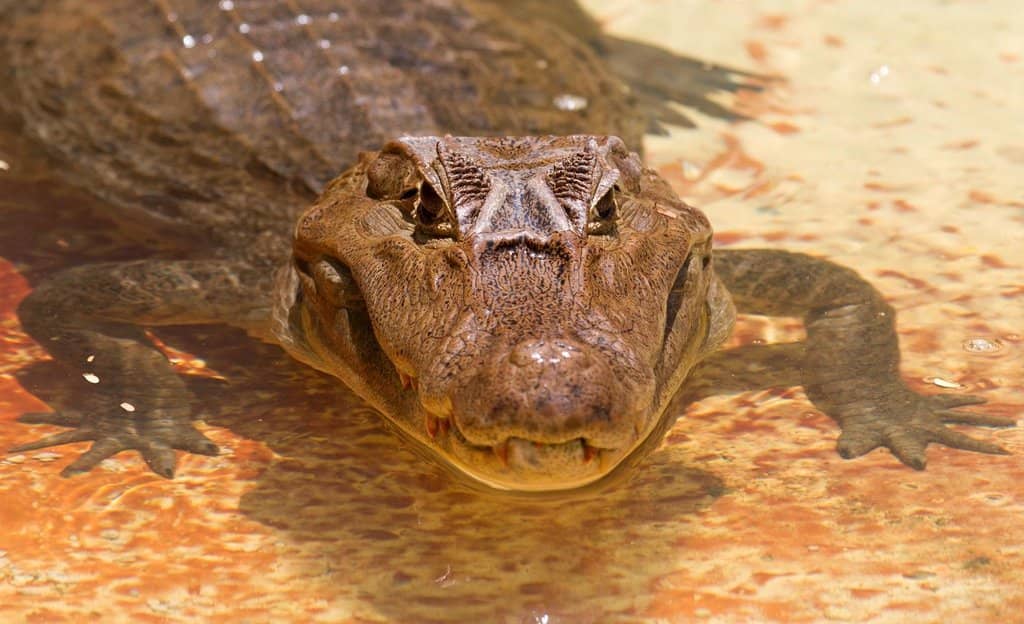 Alligator Shows & Feeding