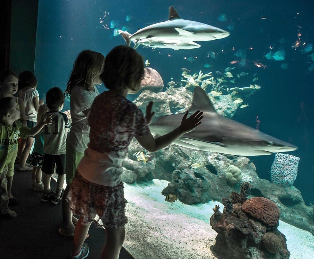 See large sharks upclose at the Shark Reef inside the Carolina SciQuarium