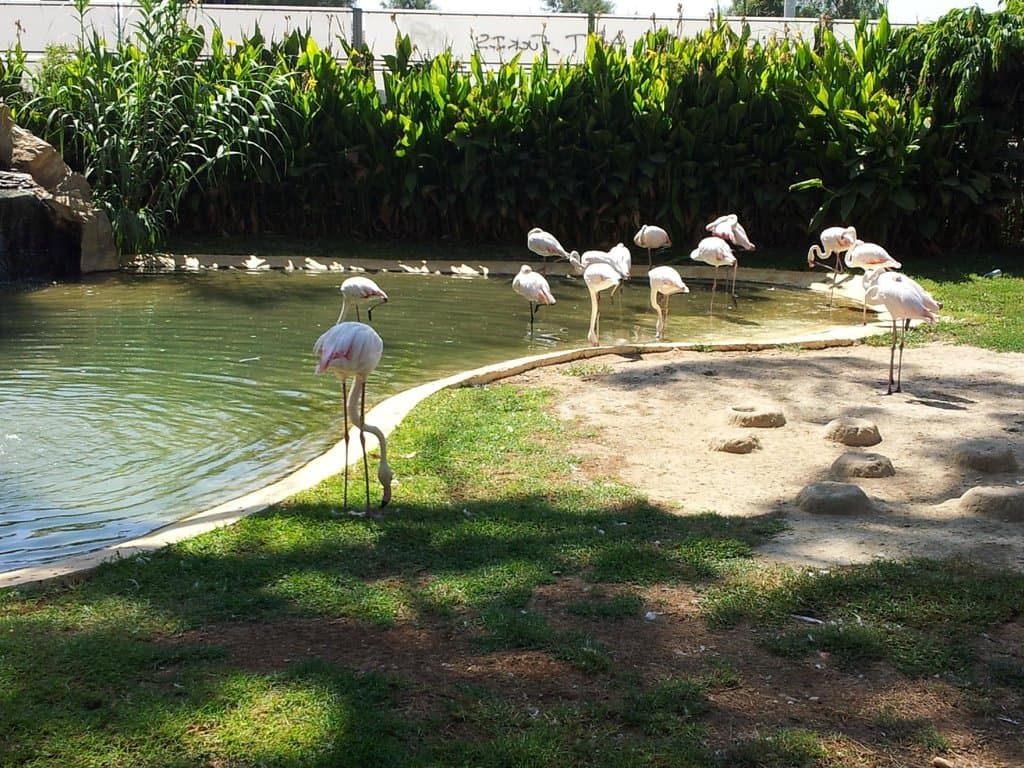 beautiful birds in an open water area