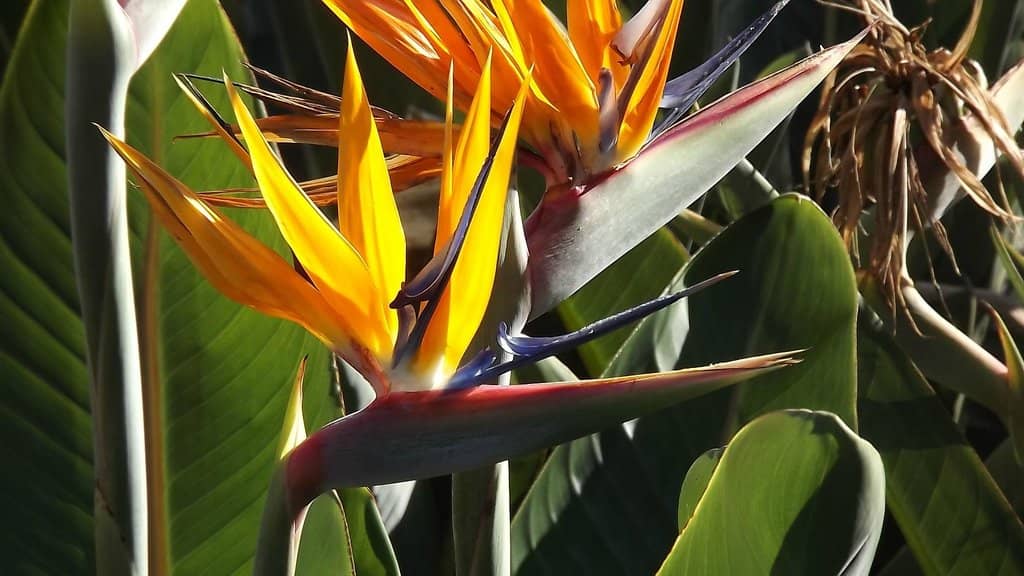 Indigenous Tree Canopy