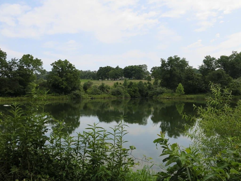 A Pond