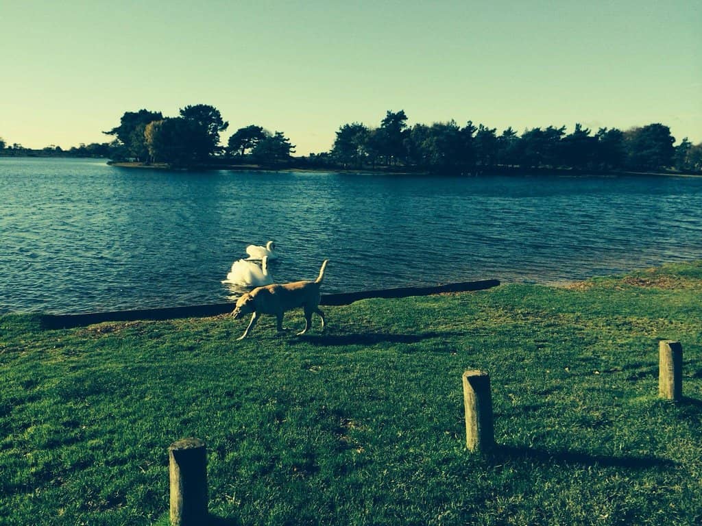 Reflective Water Views